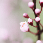 לא לבטל את הָאֱנוֹשִׁי שֶׁבַּהַגָּעָה – לימוד קצר לפרשת השבוע משפטים