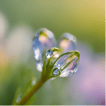 "תְּחוּשַׁת חַיִּים נְדִיבָה" לימוד על נדיבות לב במרחב האישי, הזוגי והחברתי לפרשת השבוע תרומה.